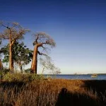 Baobab madagascar